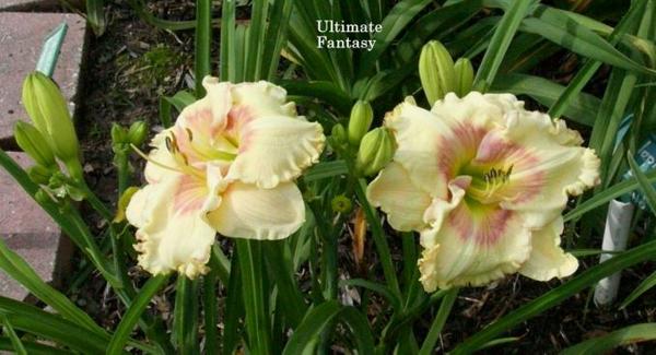 ultimate fant (3)